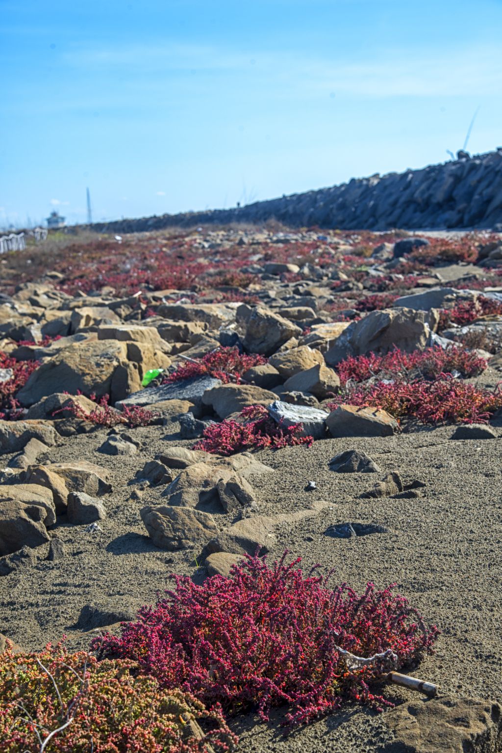 La salicornia e il salicornieto: scrigni di biodiversit allIdroscalo di Ostia
